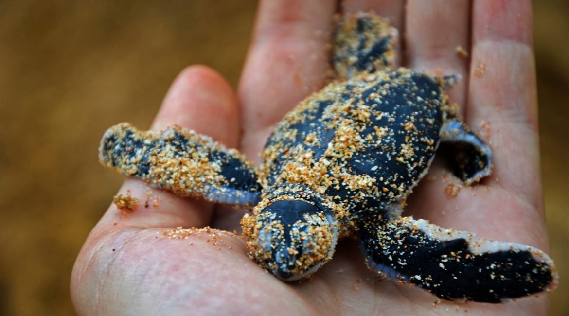 Sea Turtle Protection Hatchery Rekawa