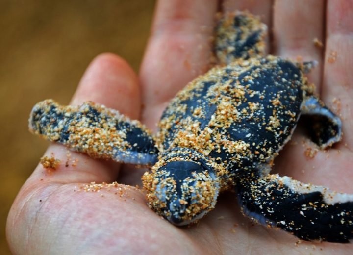 Sea Turtle Protection Hatchery Rekawa