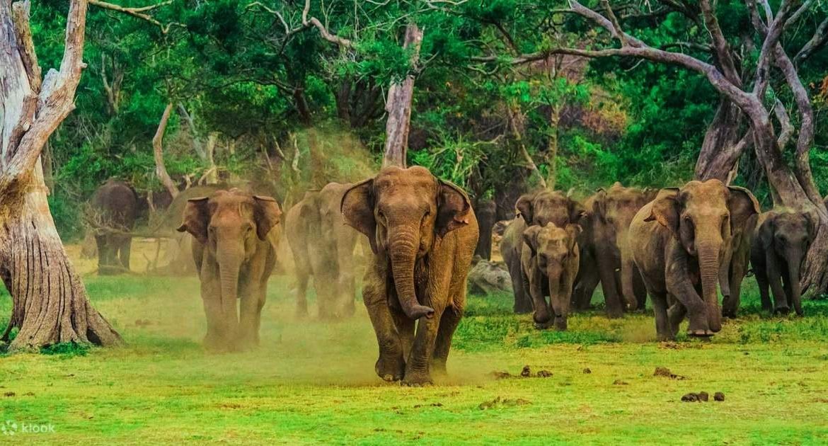 Elephant Excursion | Uduwalawe National Park