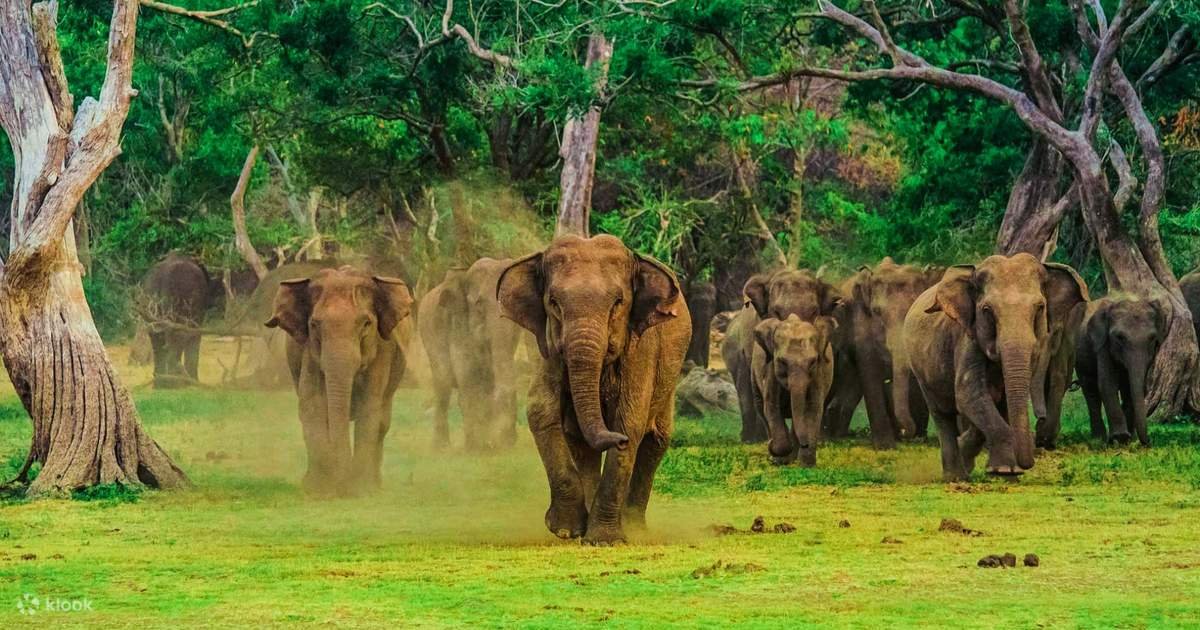 Elephant Excursion | Udawalawe National Park – Distance 57 KM