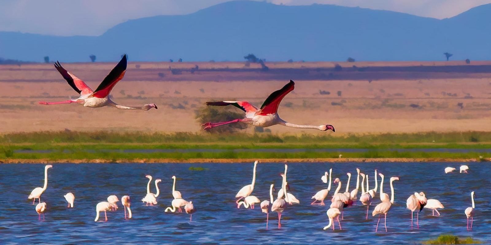 Bundala National Park | Bird Watching Sanctuary – Distance 60KM