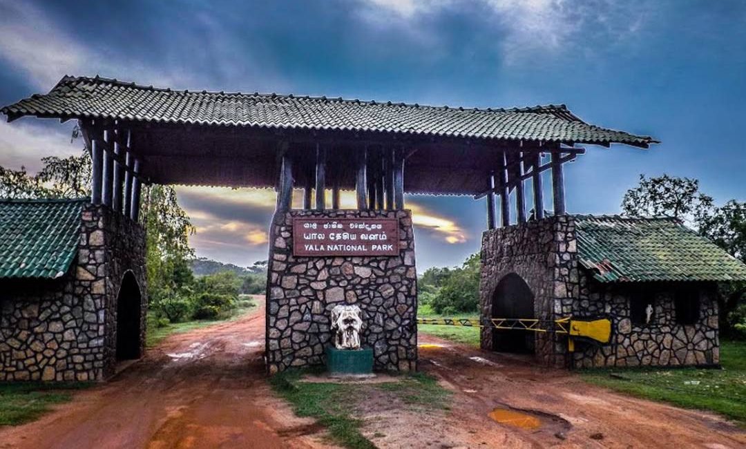 Leopard Excursion | Yala National Park
