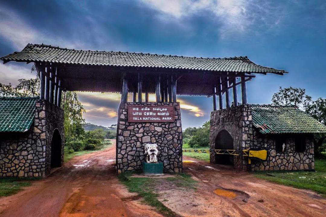 Leopard Excursion | Yala National Park – Distance 85 KM