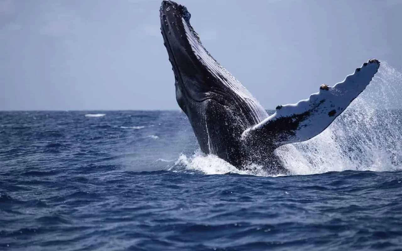 Whale Watching in Mirissa